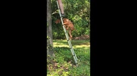 Clingiest dog ever? Nova the Vizsla takes the ladder to join mom