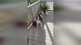 Singing Dog Sammy Joins Alarm Sirens To Warn Maui Community Of Tsunami