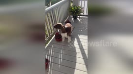 US: Loyal Dog Sammy Sings Along With Alarm Sirens To Warn Maui Community Of Tsunami