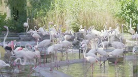 Gray chicks walk among pink flamingos at zoo in Austria