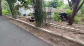 Twin fighting roosters repeatedly attack joggers going past their house