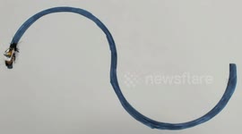 AI backpacks turn cockroaches into 'robot hybrids' capable of searching disaster zones