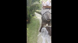 Elephant surprises tourists by peeing during ride in Bali, Indonesia