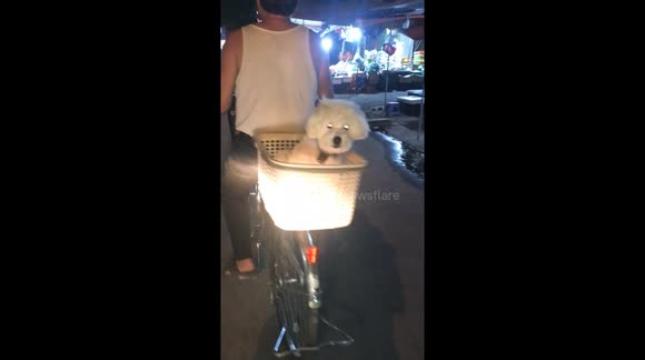 Cute dog discovered sitting on a plastic basket being taken for a ride on the street by its owner on a bicycle