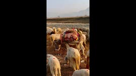 Baby Sheep Baa From Bed On Donkey's Back