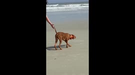 SNEAKY DOG ON BEACH THINKS HE IS INVISIBLE !!