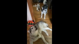 Protecting Our Home: The Incredible Alert Skills of Our Alaskan Malamutes