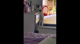 Cat caught knocking over perfume bottle in São Paulo, Brazil