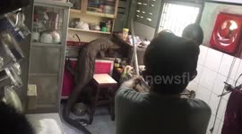 Shocked family find giant Godzilla-esque lizard in their kitchen
