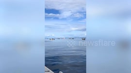 Dramatic video shows Inuit hunting crew harvesting bowhead whale