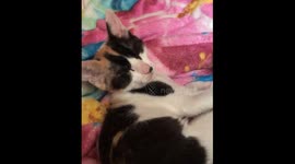 Prepare for Maximum Aww! Tiny Kitten's Contagious Yawn Caught on Camera