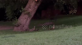 Duck wardens' nightly patrols help birds waddle across town safely before bed