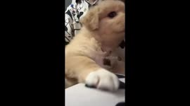 Adorable and Photogenic Puppy