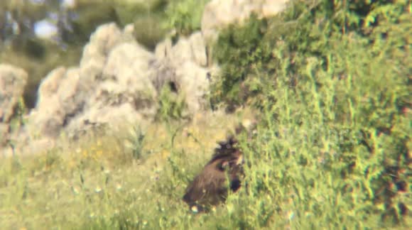 Spectacular Sighting: Rare Black Vultures Gather in Madrid Countryside