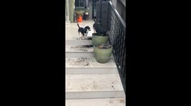 Rescue dogs making a mess at Grandma’s house!