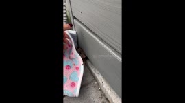 Kindhearted rescuer bravely frees a panicked rat trapped beneath a deck in a gripping operation