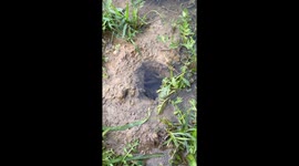 Crayfish grabs bait but slips back into water in Mount Vernon, Indiana