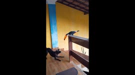 Dog and toucan playfully interact on a balcony in São Gonçalo, Rio de Janeiro, Brazil