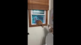 Sunny the orange cat gets stuck mid-escape—13 screens down, still not giving up