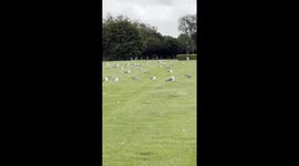 The birds are huddled in the middle of a park in Glasgow, Scotland, trying to stay safe from the strong storm winds.