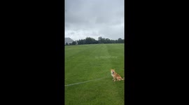 The birds are huddled in the middle of a park in Glasgow, Scotland, trying to stay safe from the strong storm winds.