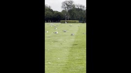 The birds are huddled in the middle of a park in Glasgow, Scotland, trying to stay safe from the strong storm winds.