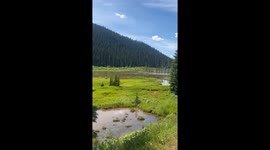 Canadian Moose Has A Splash