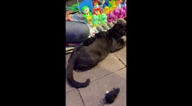 Of all the jobs he could give me! Patient cat serves as stand for toy mice on market stall