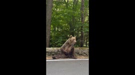 Chill bear scratches and stuns on Romania’s Transfagarasan Highway—2M views and counting