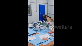 Terrifying moment 400kg bears burst into office during fight leaving staff frozen in fear