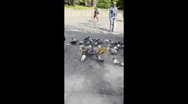 Pigeon appears confused as it walks among toy pigeons