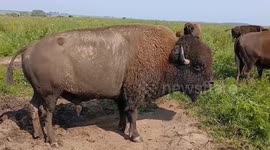 Bison Bellows Echo Across Iowa Prairie During Mating Season