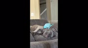 temp