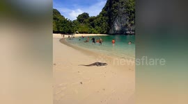 Wild monitor lizard emerges on beach in front of tourists in Thailand