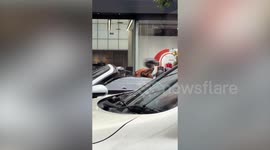 Dog sits in cabriolet car and seems to drive it