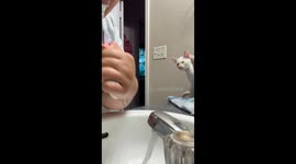 Kitten Throw Hands at Oral Hygiene