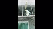 temp