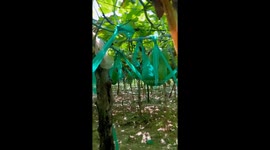 Giant squash garden with squash weighing nearly 100kg in Vietnam
