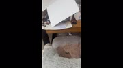 temp