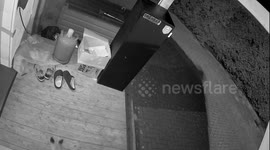 ein Fuchs klaut meinen Pantoffel in der Nacht