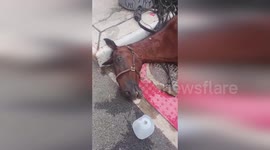Horse Collapses And Dies On Manhattan Street While Returning From Central Park