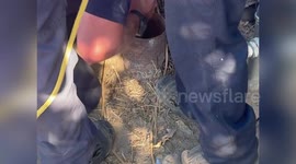 US: Firefighters Rescue 6-Week-Old Puppy From 30-Foot Pipe In Fresno County