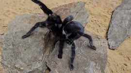 Yemen: New Tarantula Species So Feisty, Males Evolved The Longest Genitalia To Survive Mating