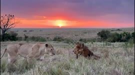 SOUND ON! Lions Mating in the Golden Light of the Masai Mara