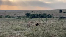 Raw Power at Dusk: Lion Mating Rituals in the Masai Mara
