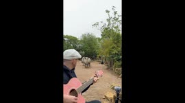 Curious rhino joins artist mid-song at French wildlife park in Zoo d'Amnéville, Hagondange, France