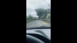 Dog casually walks down street carrying large cooking pot in Panama City, Panama