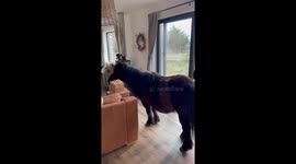 Horse and pony take a tour inside the house in Achnahaird, Scotland, UK