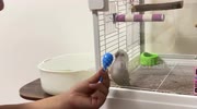 temp