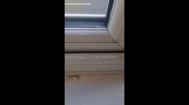 Walk up to a strange powdery substance all over my window. After falling asleep with the window, open all night